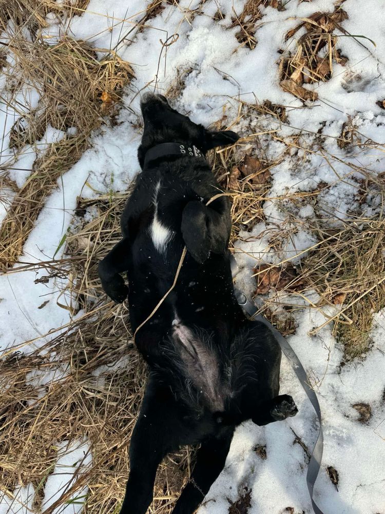 Suczka KAWKA rasy Labrador szuka domku