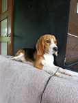 Oddam Beagle Suczka 8 miesięcy