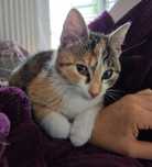 Koteczka do adopcji