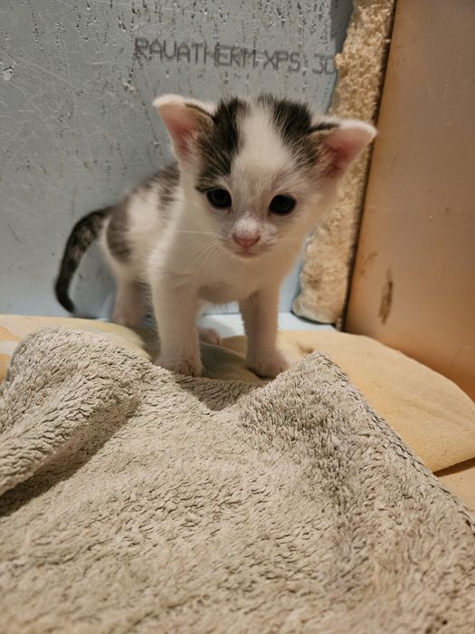 Kot kotek kocięta kocinka