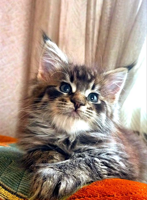 Чарівна кішечка Мейн Кун