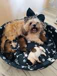 Piesek shih tzu rodowód 4 pokoleniowy chip umowa odbiór po wakacjach