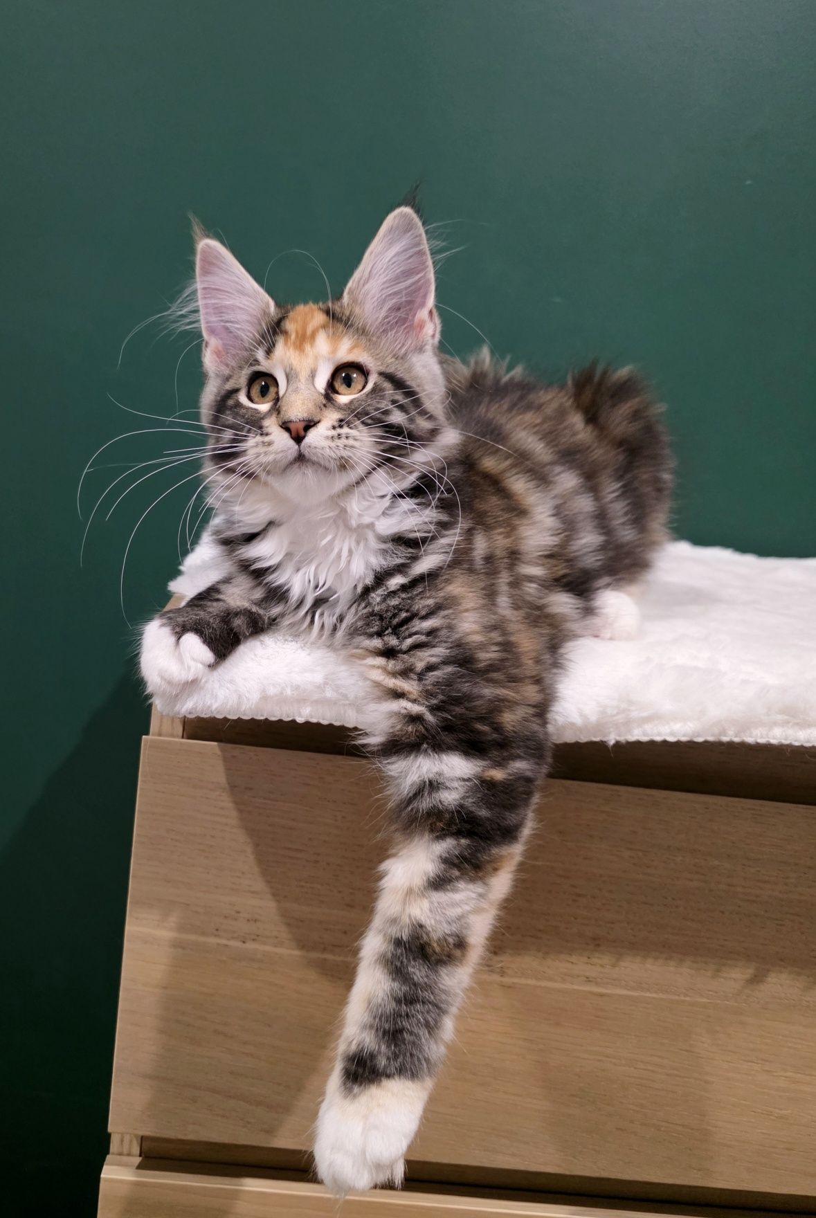 Aurelia duża kotka Maine Coon rodowód FPL