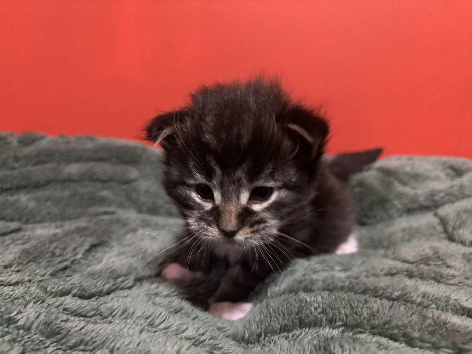 Kocurek Maine coon z rodowodem FPL