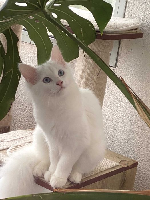 Bethânia: excelente exemplar. Angorá turca branca de olhos azuis