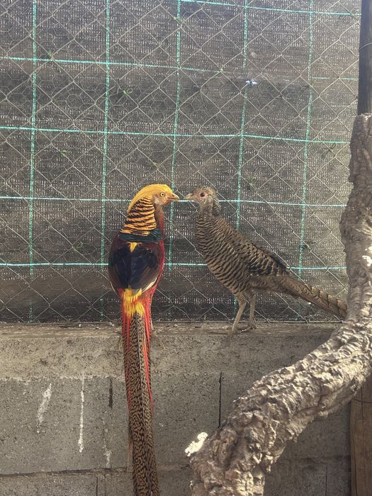 Casal de faisões dourados