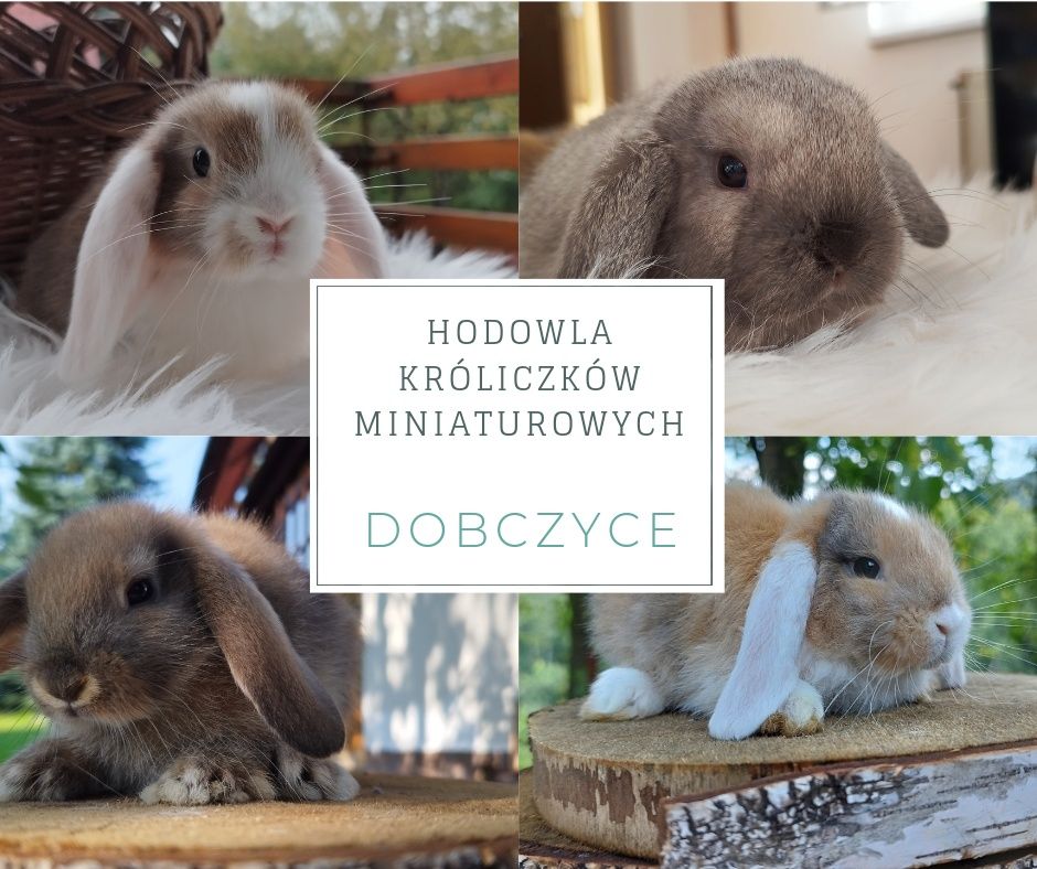 królik miniaturka baranek mini lop hodowla