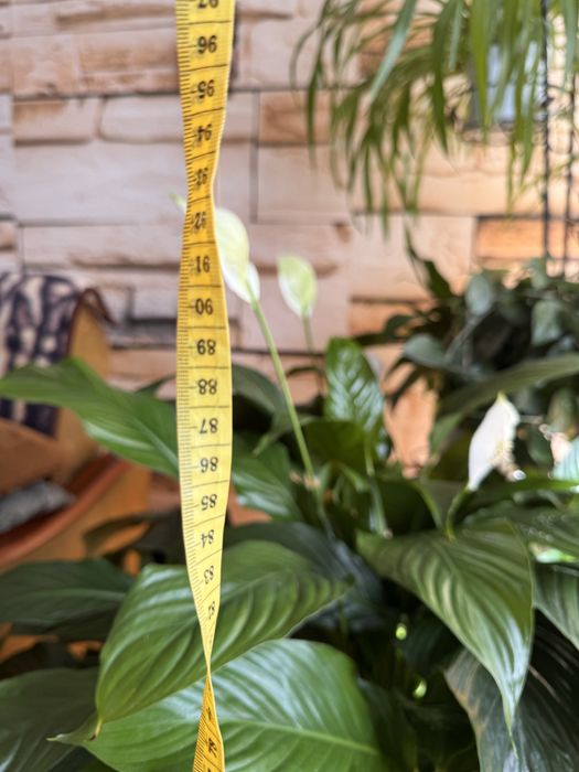 Skrzydłokwiat + doniczka