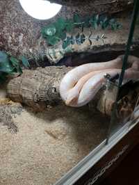 Wąż zbożowy Hypo Snow Samica