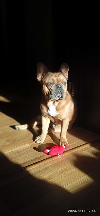 Французький бульдог для в'язки