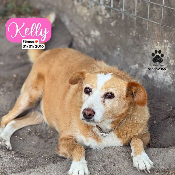 Cadela Porte Médio Para Adoção (Kelly)