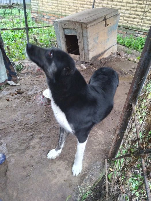 дівчинка безкоштовно