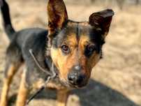 Lola – suczka w typie owczarka niemieckiego ON do adopcji