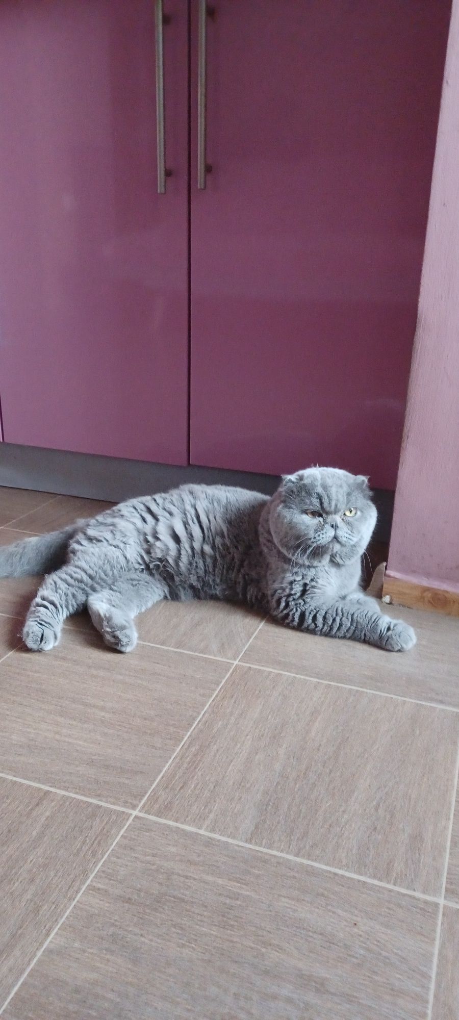 Шотландский вислоухий мальчик