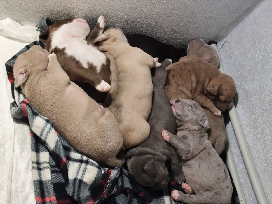 Щенки американского булли готовятся к переезду