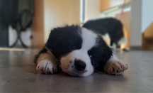 Nora prześliczna sunia border collie  6 tygodni ZkwP FCI