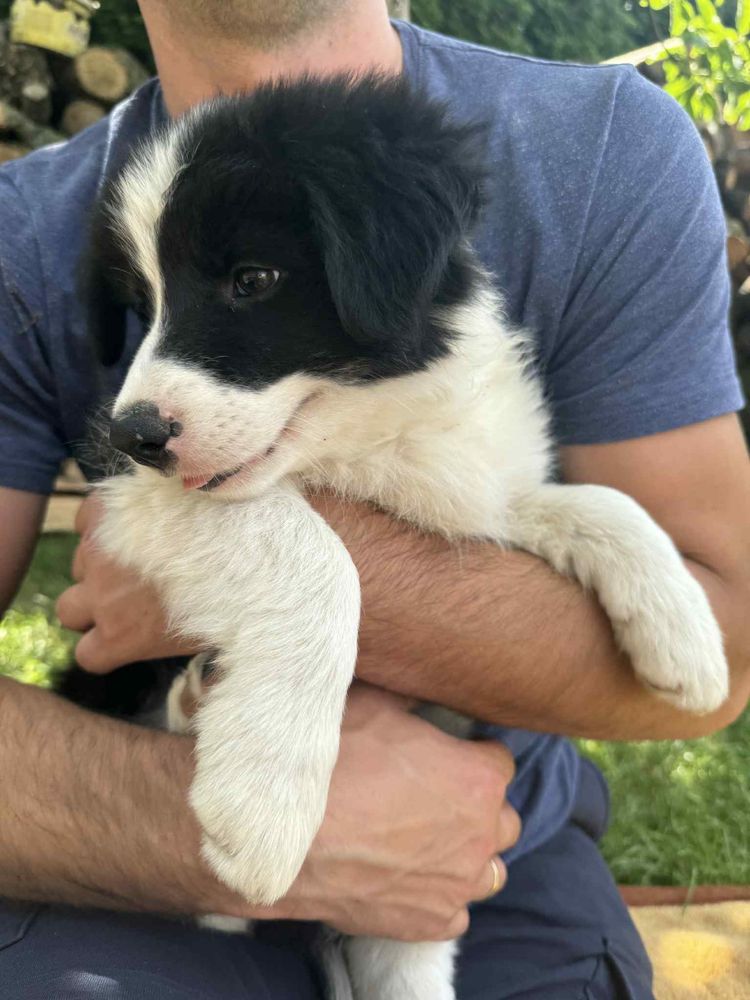 Szczeniak Border Collie gotowy do odbirou