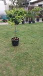 Citrus Sinensis Pomarańcza Drzewko Cytrusowe – Wys. 130-150 cm–Wysyłka