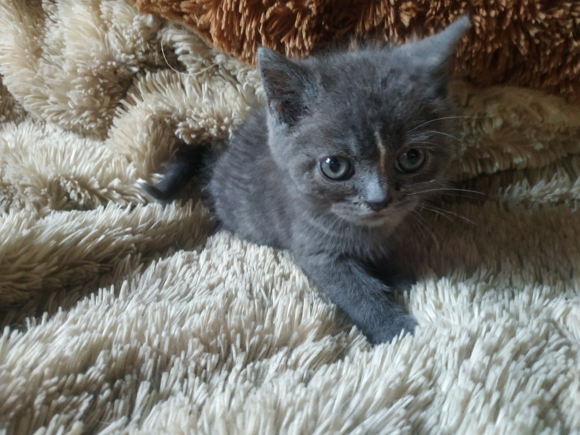 Продам милую британку