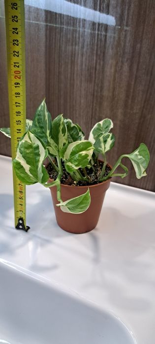 Епіпремнум золотавий 'N'Joy'