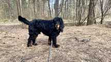Czarek w typie Spaniela do adopcji