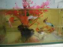 Guppys Para venda