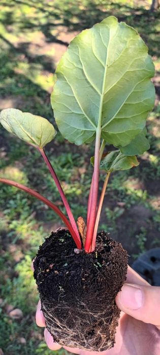 Sadzonki rabarbaru MALINOWEGO