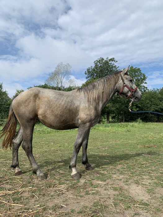 Sprzedam - redukcja stada