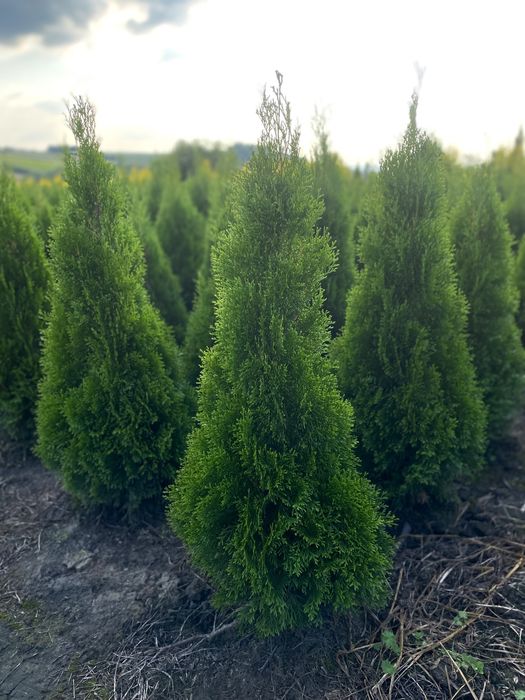 Tuja Szmaragd 110-120cm PRODUCENT*DOWOZIMY*SADZIMY(tuje,thuja,thuje)