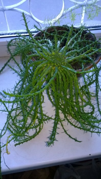 Цветок Молочай Голова Медузы