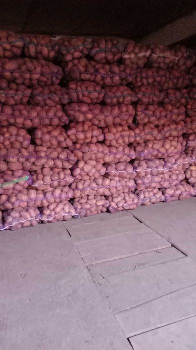 Прод товарну картоплю!