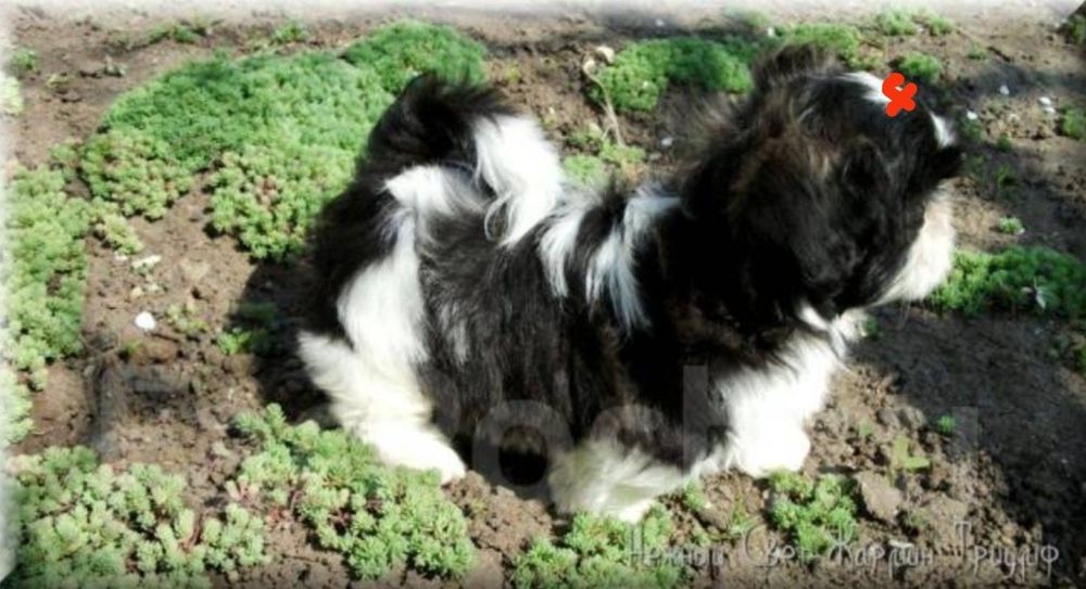 Шит-цу мальчик шитцу 3мес.