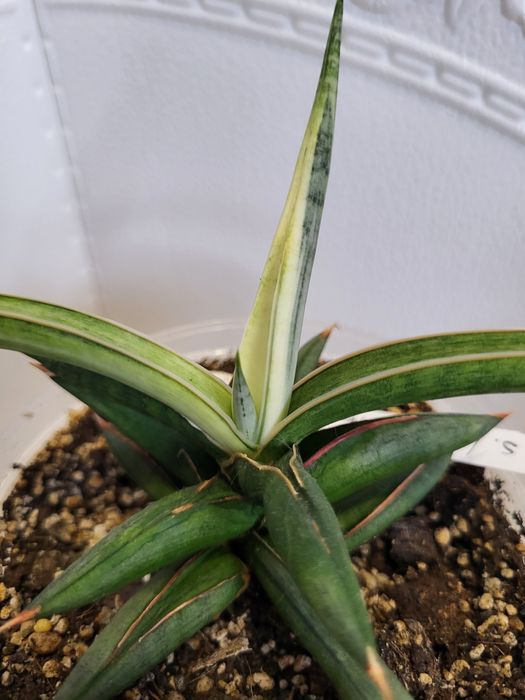 Sansevieria сансевієрія сансевиерия silver clone 1970