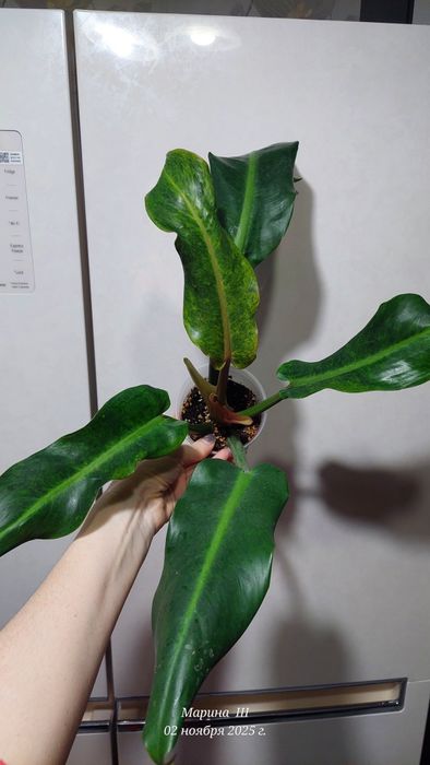 Филодендрон Карамель крем