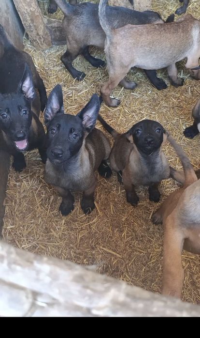 Щенки Малинуа рабочего разведения  Бельгийская Овчарка