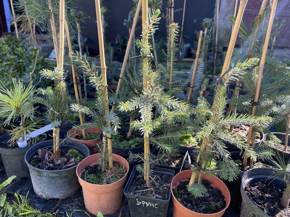 Хвойні привиті щеплені