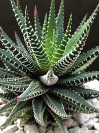 Хавортія Haworthia attenuata f.variegata