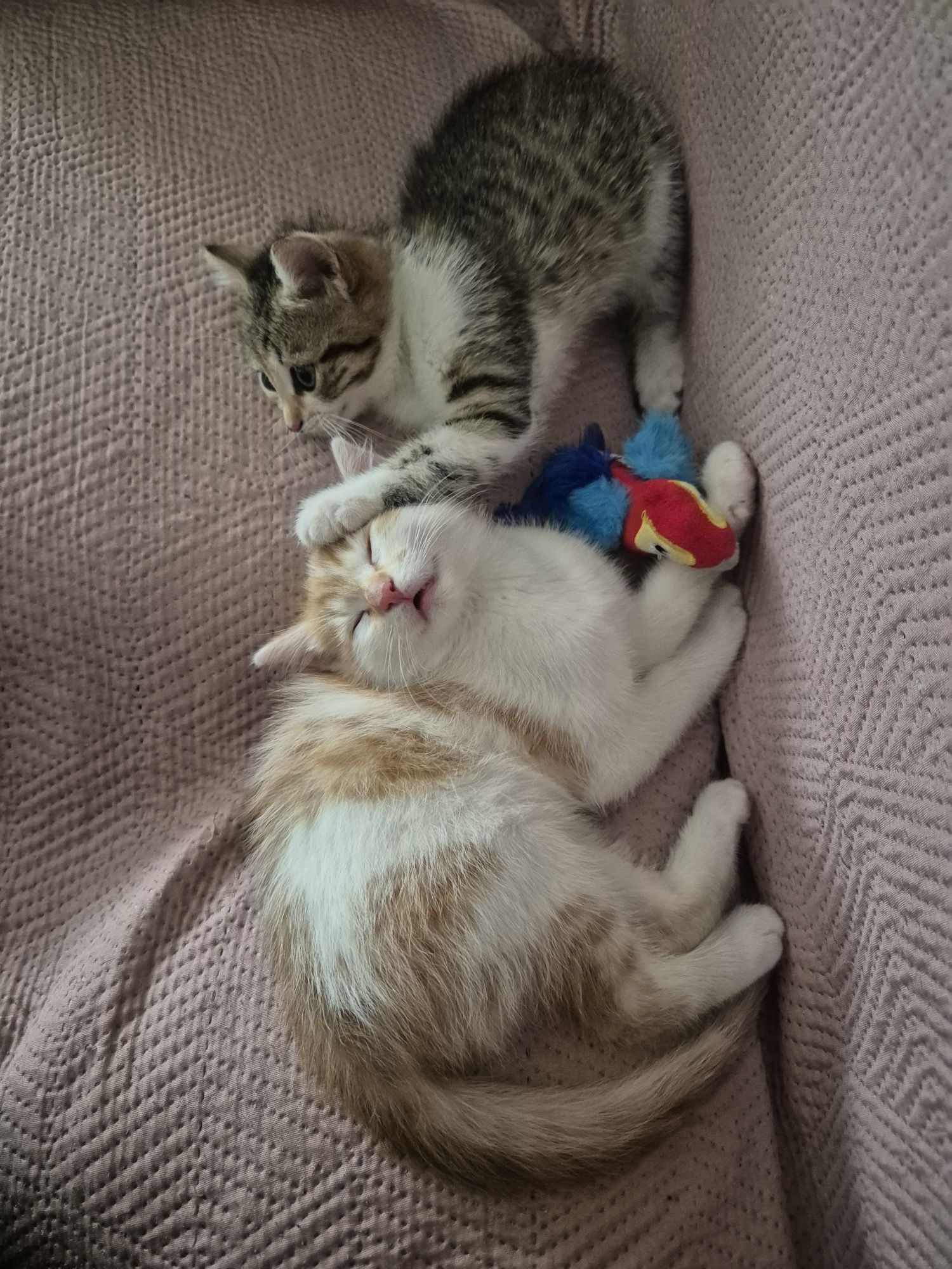 Oddam w dobre ręce kocięta. Kocurek zarezerwowany.