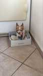 Dou cao de raca Chihuahua