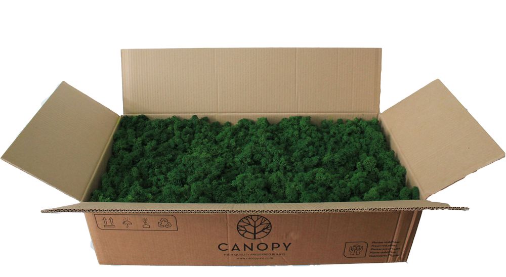 Декоративний Мох