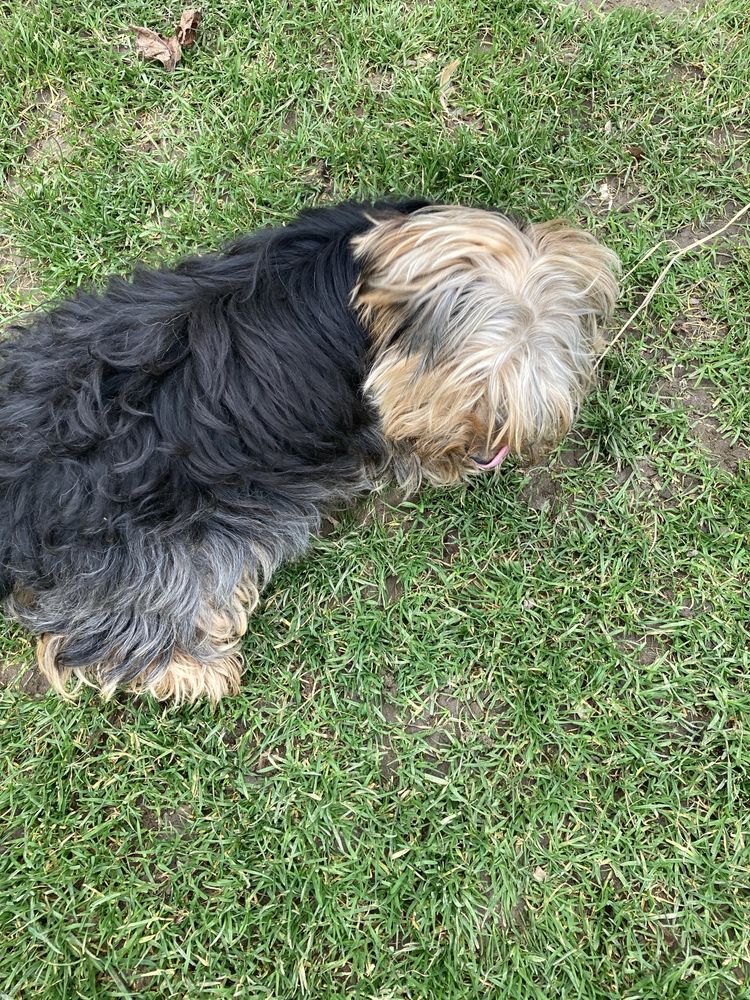 Yorkshire terrier