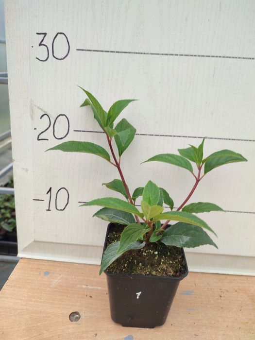 Гортензія волотиста різні сорти