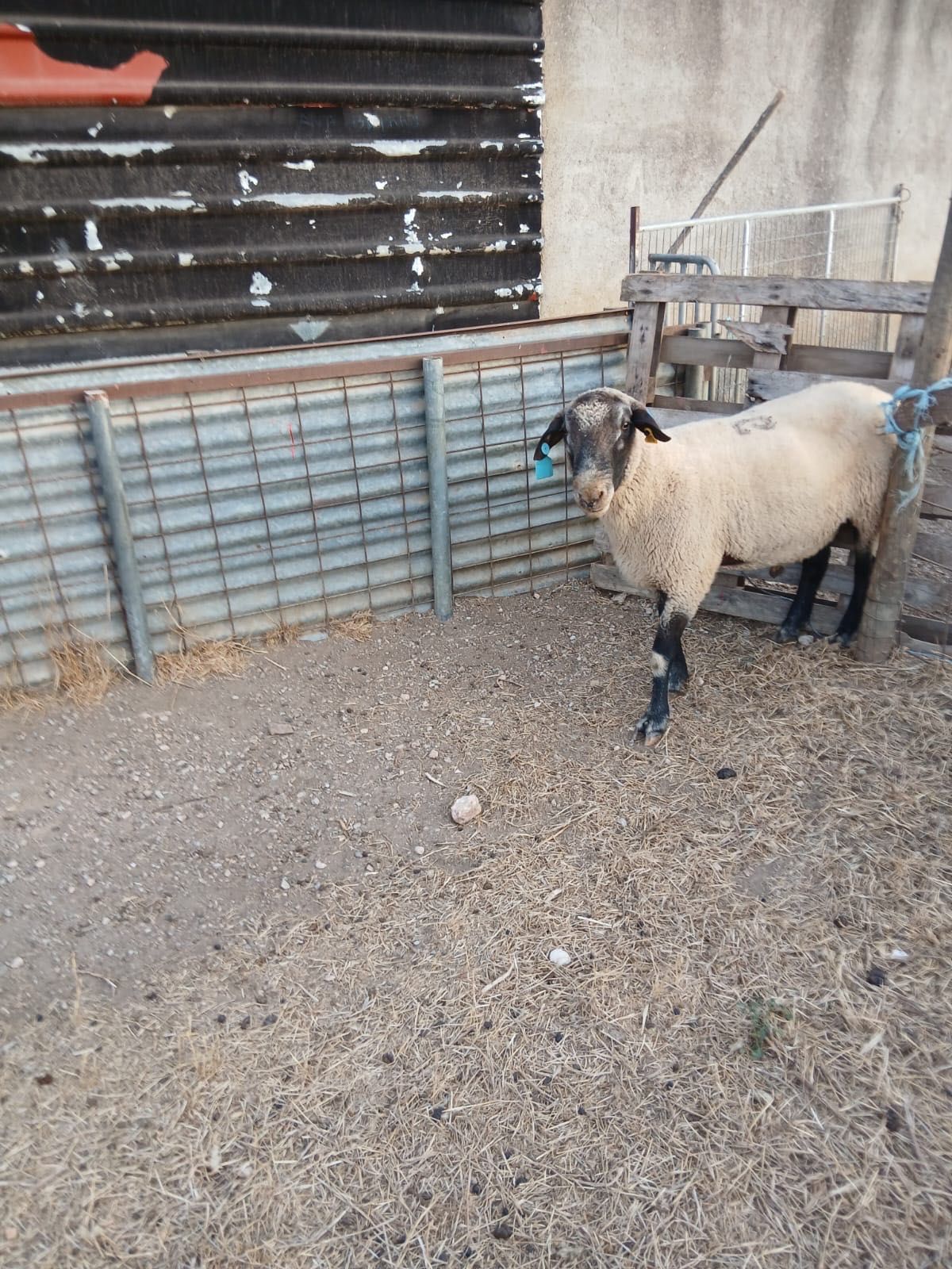 Vendo carneiro cruzado sulfock