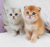 Золоті красунчики чистокровні шотландські плюшеві кошенята