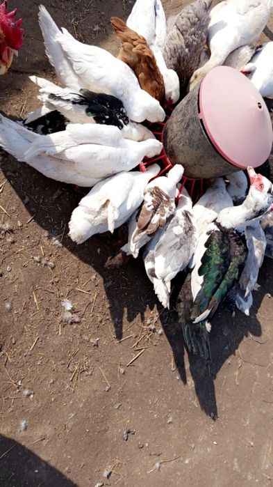 Sprzedam kaczki,jaja wiejskie