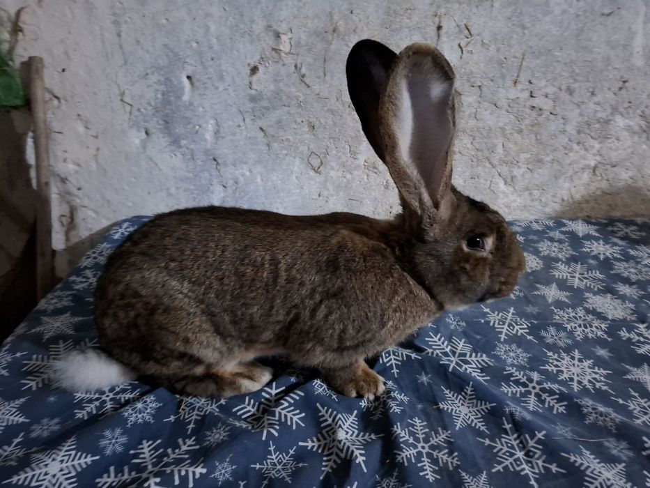 Sprzedam olbrzymy belgijskie I świnki morskie
