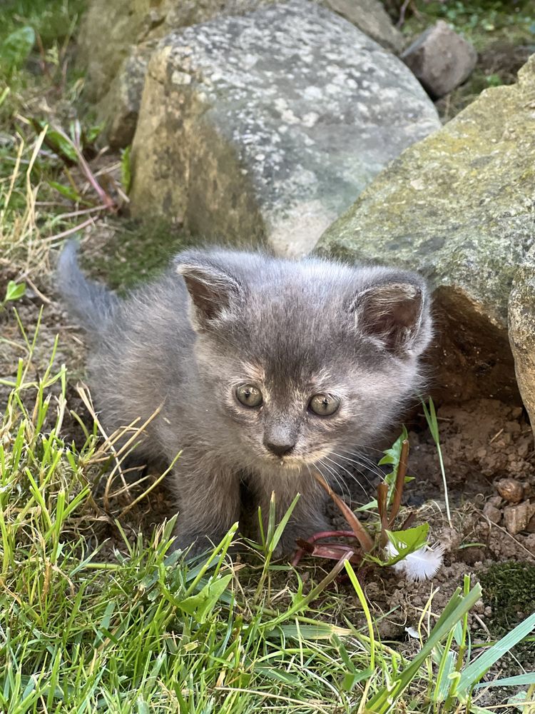 Котики висловухі