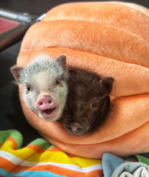 Міні свинки, міні піг, бергштрессер-кнірт чорненькі