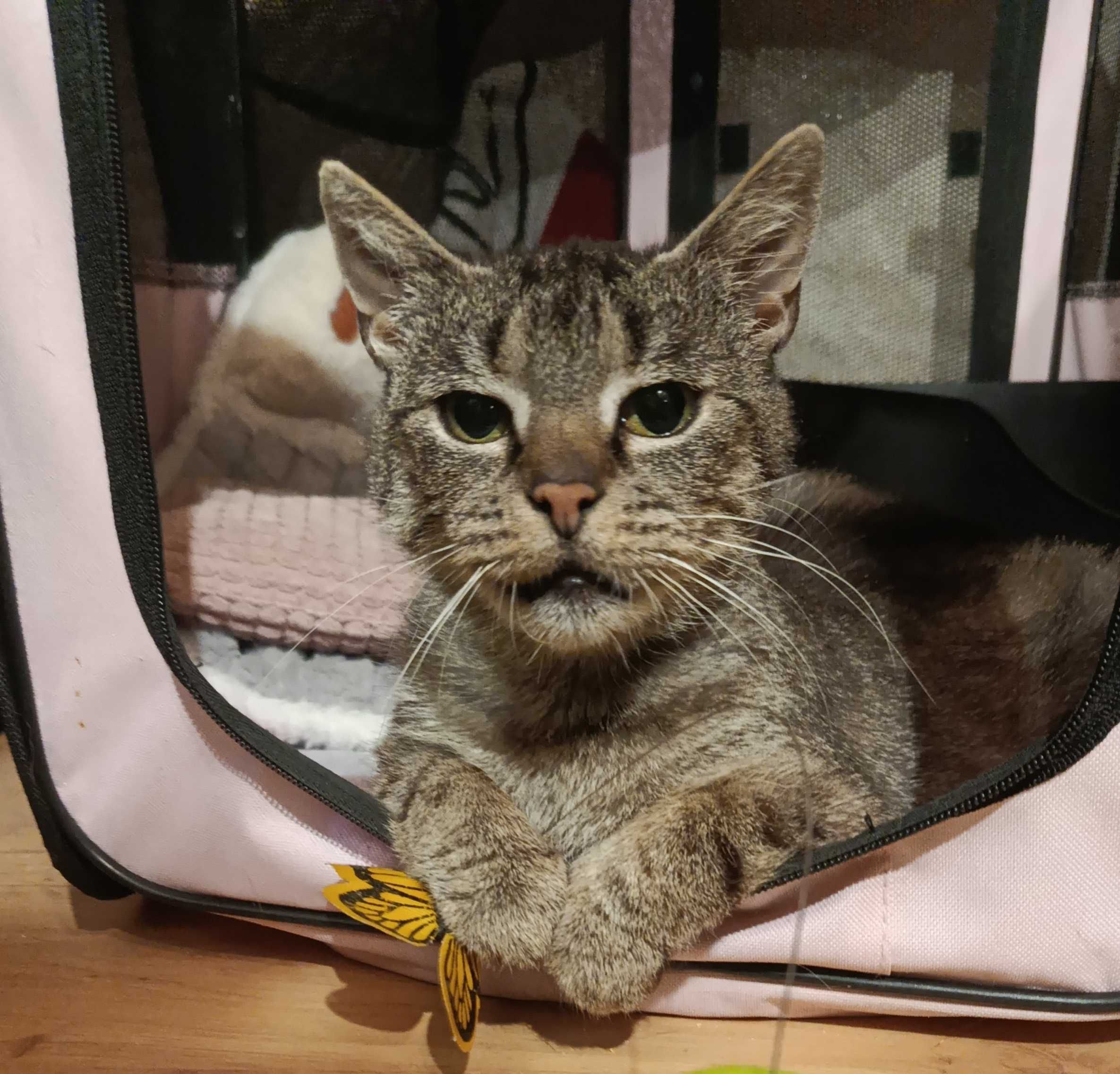 Bura kotka do adopcji