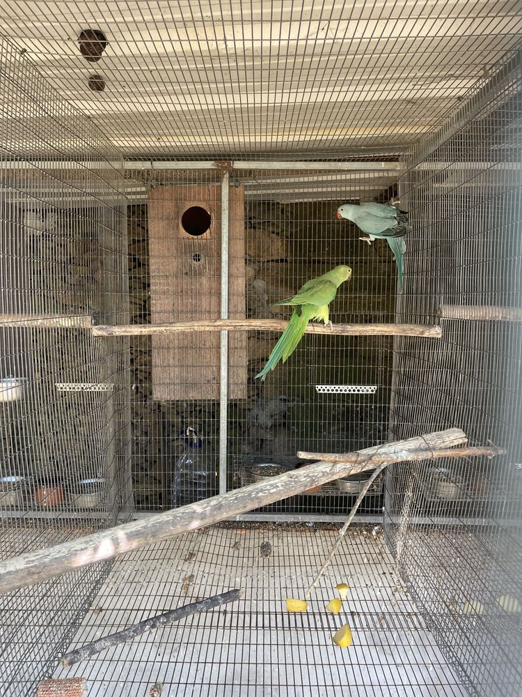 Verde /cc   2025 / violeta cc 2022